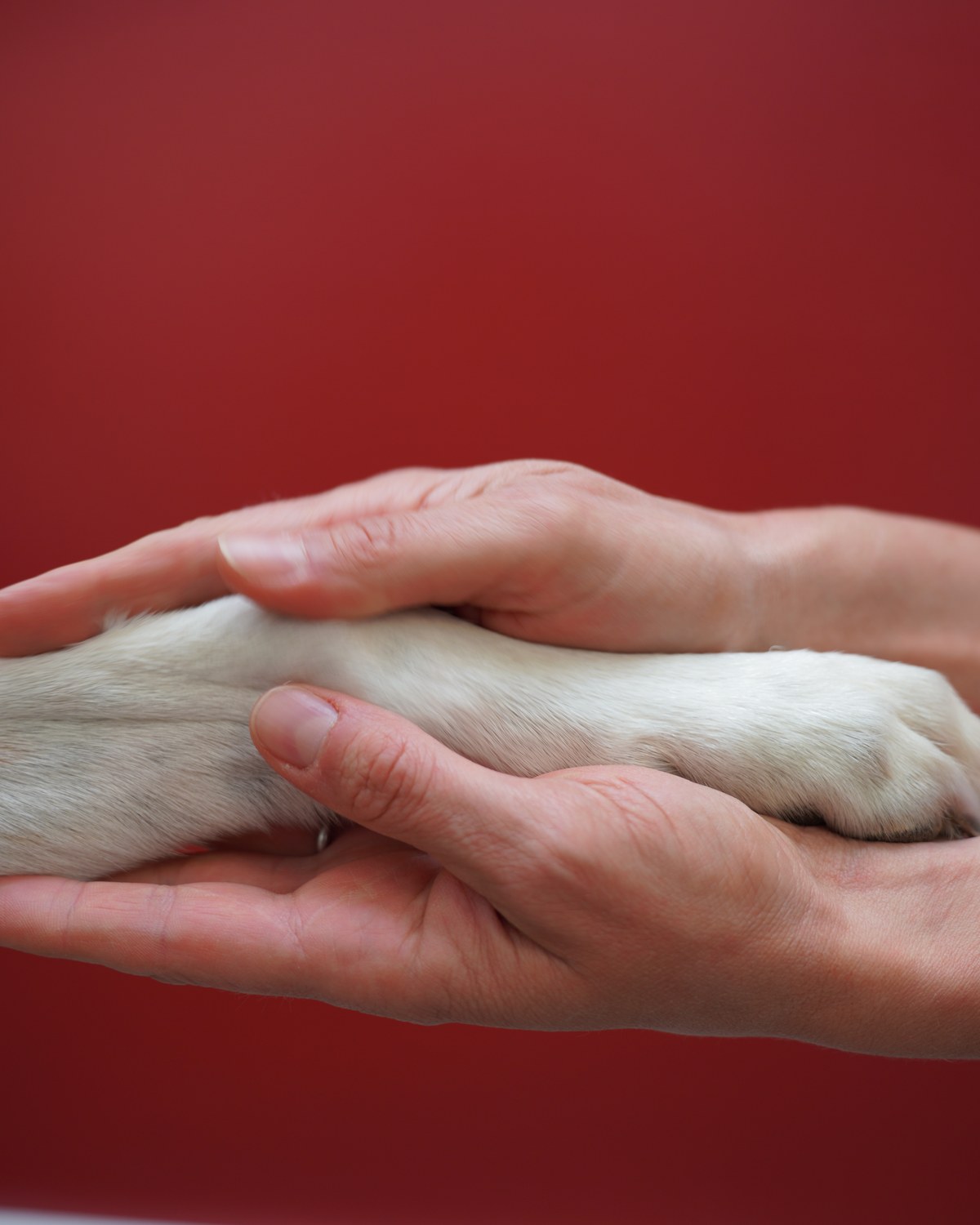 Hund legt seine Pfote in die Hand einer Tierärztin