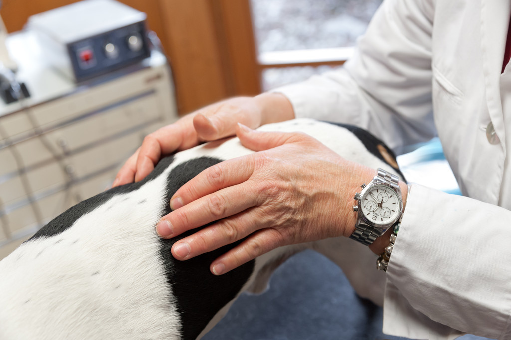 Nahaufnahme einer behutsamen Behandlung am Hund