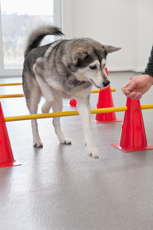 Hund beim physiotherapeutischen Bewegungstraining
