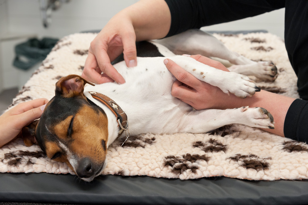 Manuelle physiotherapeutische Behandlung eines Hundes