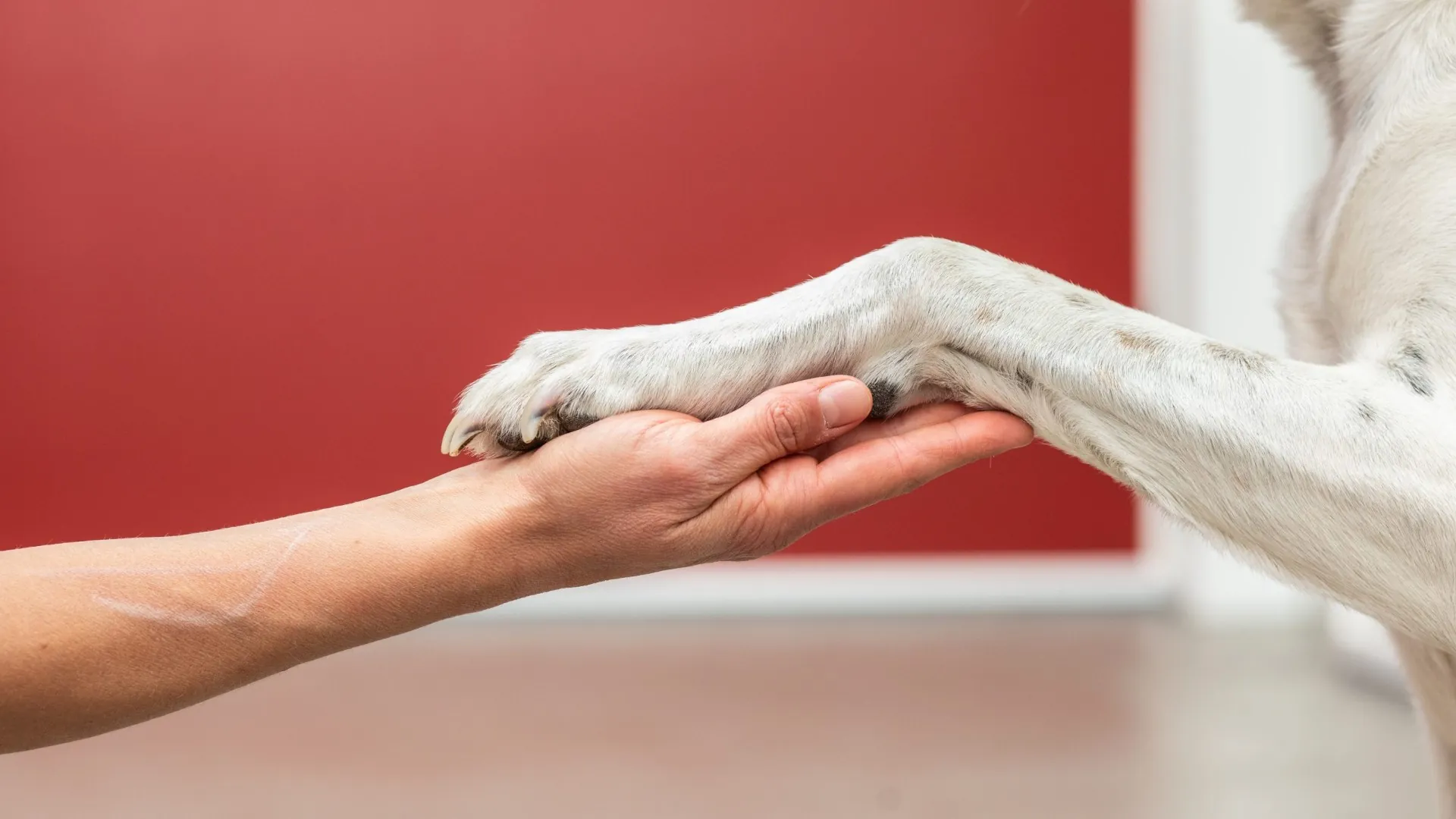 Hund legt seine Pfote in die Hand einer Tierärztin – Tierarztpraxis Am Wachtberg in Wachtberg-Villip
